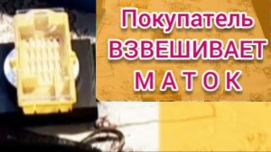 Покупатель взвешивает маток