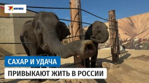 Слонята, подаренные Владимиру Путину, осваиваются в Казанском зоопарке