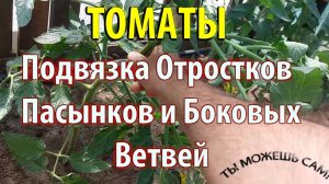 ТОМАТЫ в Теплице. Подвязка отростков, пасынков и боковых ветвей. Формируем Куст Томата