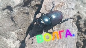СЕГОДНЯ НА ВОЛГЕ. ЛЕТОМ НАДО КАЖДЫМ ДНЕМ НАСЛАЖДАТЬСЯ❤😋😊.