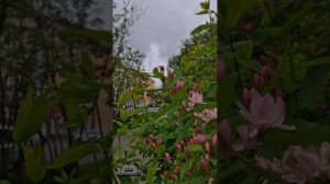 Мурманск.  Видео экскурсия