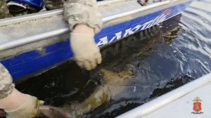 Житель Красноярска стал фигурантом уголовного дела за вылов в Енисее 25 краснокнижных осетров