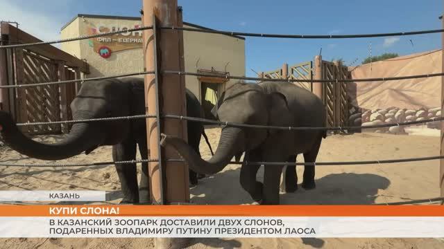 В Казанский зоопарк доставили двух слонов, подаренных Владимиру Путину президентом Лаоса