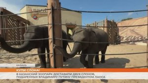 В Казанский зоопарк доставили двух слонов, подаренных Владимиру Путину президентом Лаоса