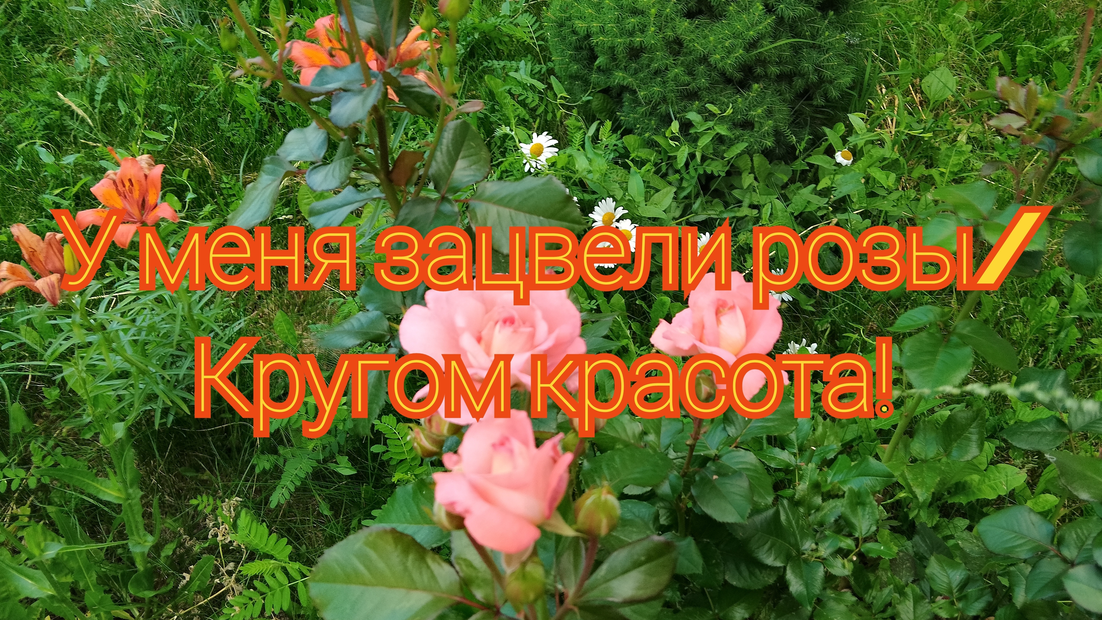 У меня зацвели розы/ Кругом красота смотреть онлайн