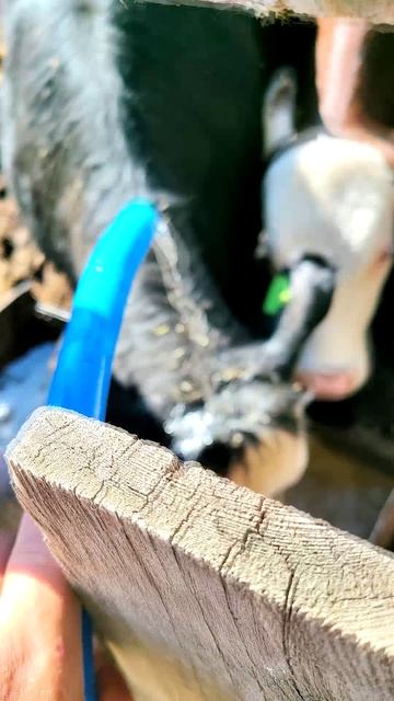 ЖАЖДА зашкаливает! 🐄💦 Аномальная жара в Сибири... 🐄