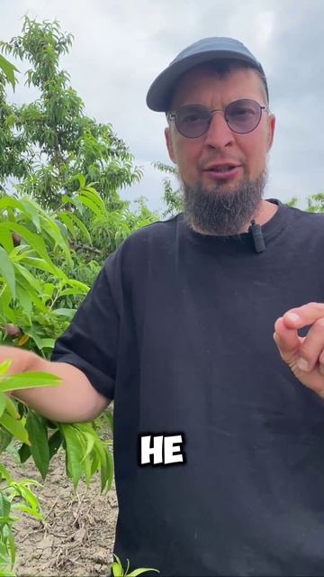 Как избавиться от червяков в плодах легко и быстро.