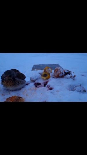 ||релакс||видеодлярелакса||природа|| звукиприроды||спокойствие||медитация|| расслабление||птицы||дро