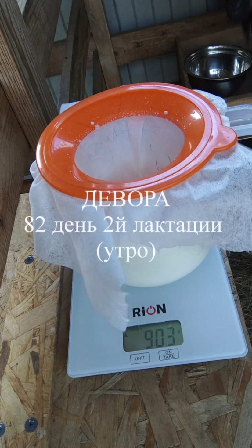 ДЕВОРА кн50 82 день 2й лактации (утро)