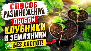 Как размножить клубнику на агроволокне? Просто!