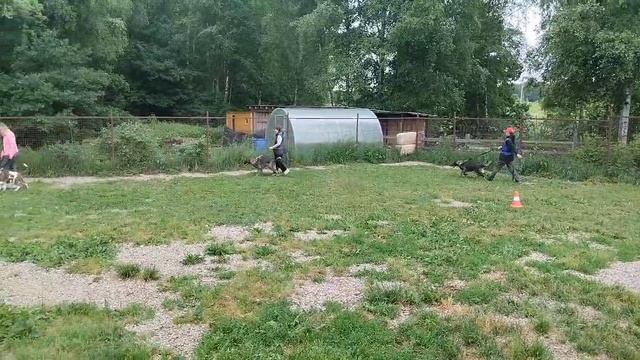 Выстрелы, щенки, кобели Весенний ринг-2026.06.14 смотреть онлайн