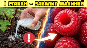 Эта МАЛИНА шокируют: ягоды с кулак! Секреты, которые  скрывают даже опытные садоводы.