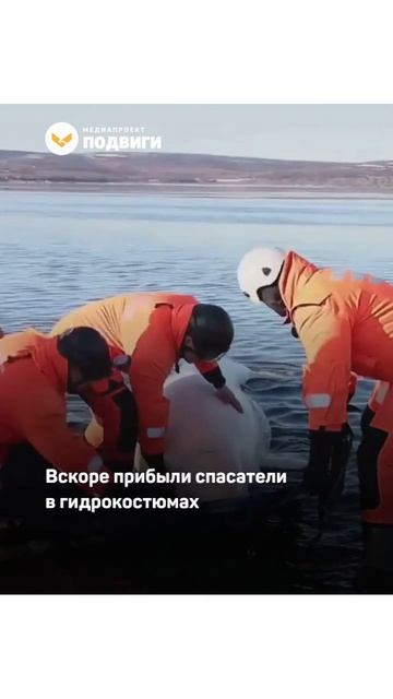 В Охотском море спасли детёныша белухи, который застрял на мелководье