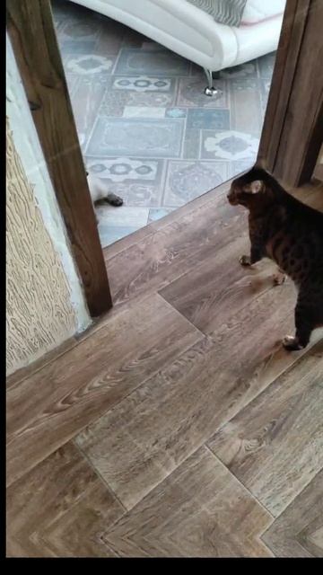 эдит про моих котиков😸 смотреть онлайн