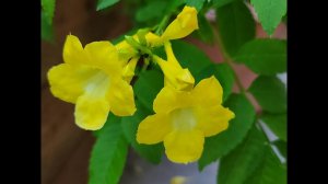 #СадМоны #выступление меня и других #banglavlog #dance #get1000views #botanical #flowers