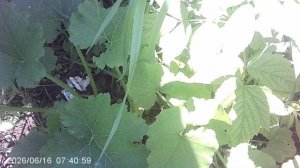 Обзор майского посева кабачков прямо в грунт (без рассады)