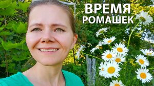 Вова жарит картошку и мясо. Время ромашек в деревне