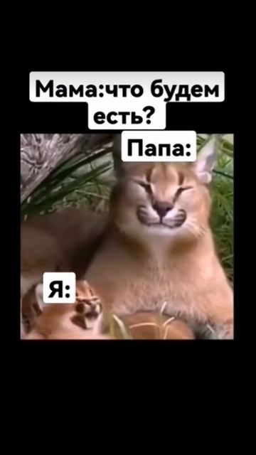 пельмени шлема 😋 смотреть онлайн