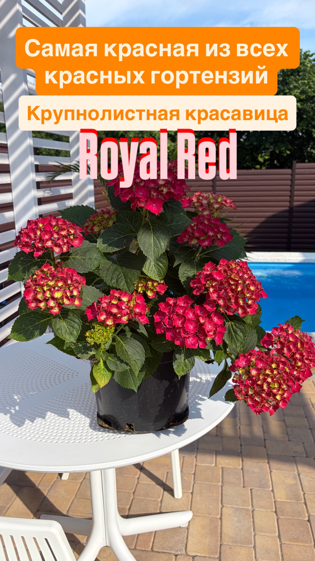 Royal Red самая красная из всех красных крупнолистных гортензий, действительно, королевски красный