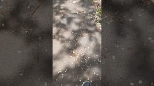 мы гуляем часть 2