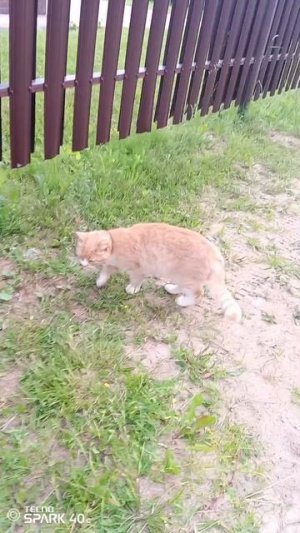 котик скучает
