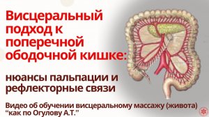 Висцеральный подход к поперечной ободочной кишке: нюансы пальпации и рефлекторные связи.