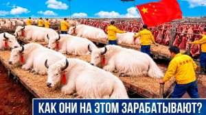 КИТАЙСКОЕ сельское хозяйство на другом уровне – как фермеры зарабатывают миллиарды на животных