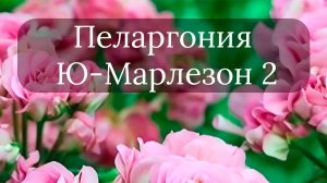 НЕБОЛЬШОЙ ОБЗОР ЦВЕТОВ//ОБЕЩАЮТ ДОЖДИ СИЛЬНЫЕ