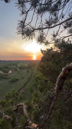 Кто любит лазить по деревьям? 🐒🌳 #деревья #лазание
