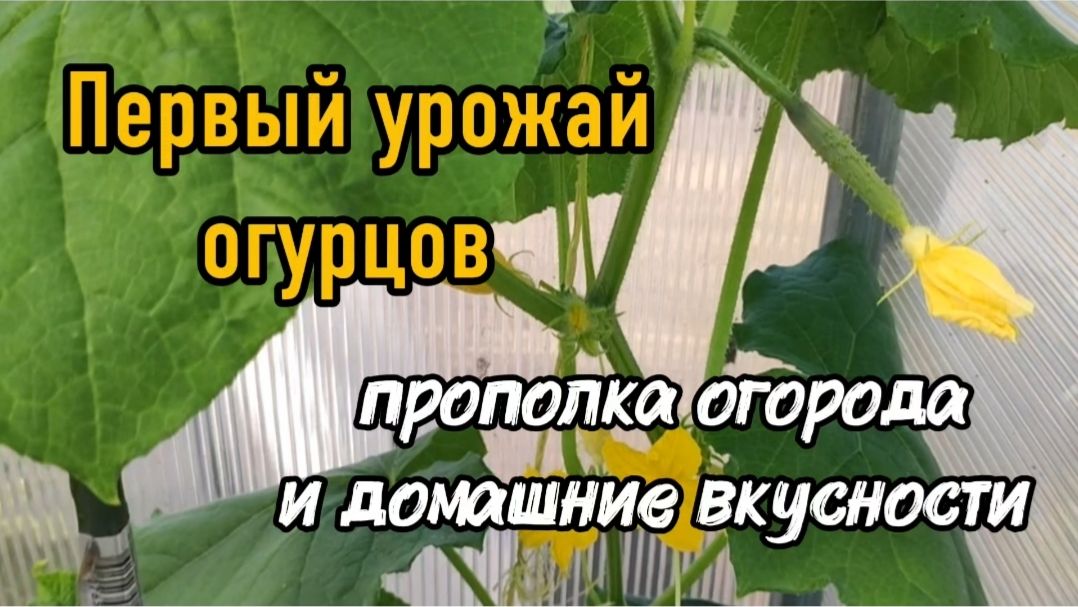 Первый урожай огурцов! Прополка огорода и домашние вкусности.