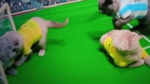 Прямая трансляция: Аргентина vs Бразилия (источник титра: svinaha svinahovicz)