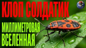 #КОРОТКО о Клоп - СОЛДАТИК (лат. Pyrrhocoris apterus) / Миллиметровая Вселенная