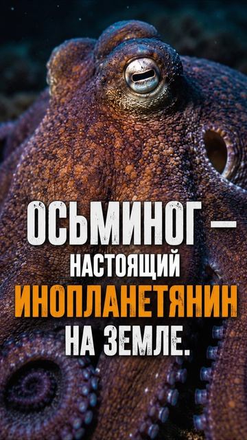Осьминог — настоящий инопланетянин на Земле.