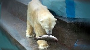 Белый медведь Кай поплавал перед завтраком, а потом прыгнул за рыбой в бассейн.