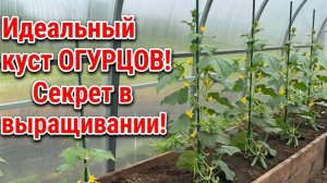 Секрет выращивания Огурцов! Идеальные кусты огурцов, листья не желтеют, завязи не опадают!