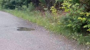 ИЗОБИЛИЕ РЫБЫ РЕКА КОРМИЛИЦА. ВОДА ПРИБЫВАЕТ