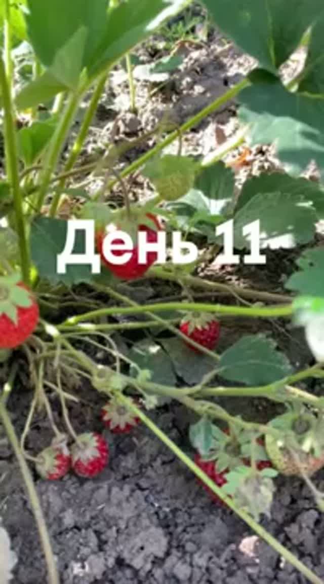 Создаю ленивый сад для отдыха. День 11. смотреть онлайн