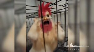 Прикольная курица танцуют тренд🤣🤣🤣