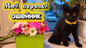Как долго котёнок привыкает к ошейнику? Смотрим! Первый раз, играет с котами в догонялки