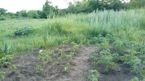 Борьба с травой после болезни! Вишня 🍒спеет! Мои розы букетом! Юг России🌴.