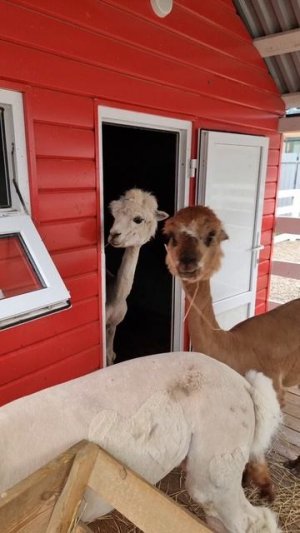 Альпаки 🦙 такие милые