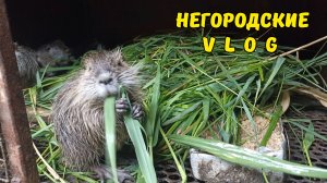 Тропический ливень. Едем за тростником. 12.06.26