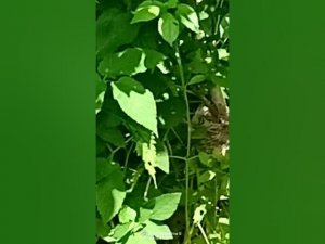 Мама (птица) высиживает птенцов