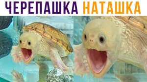 МОРСКАЯ ЧЕРЕПАШКА ПО ИМЕНИ НАТАШКА)) Приколы