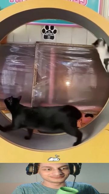 Агрессивные Коты