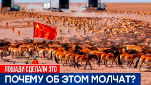 Китай выпустил лошадей в мёртвую пустыню, где не росло ничего — то, что было дальше, не ожидал никто