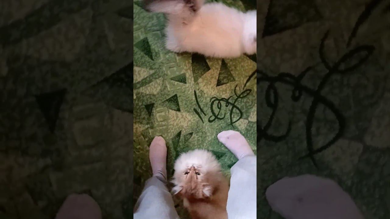 Куклачев отдыхает