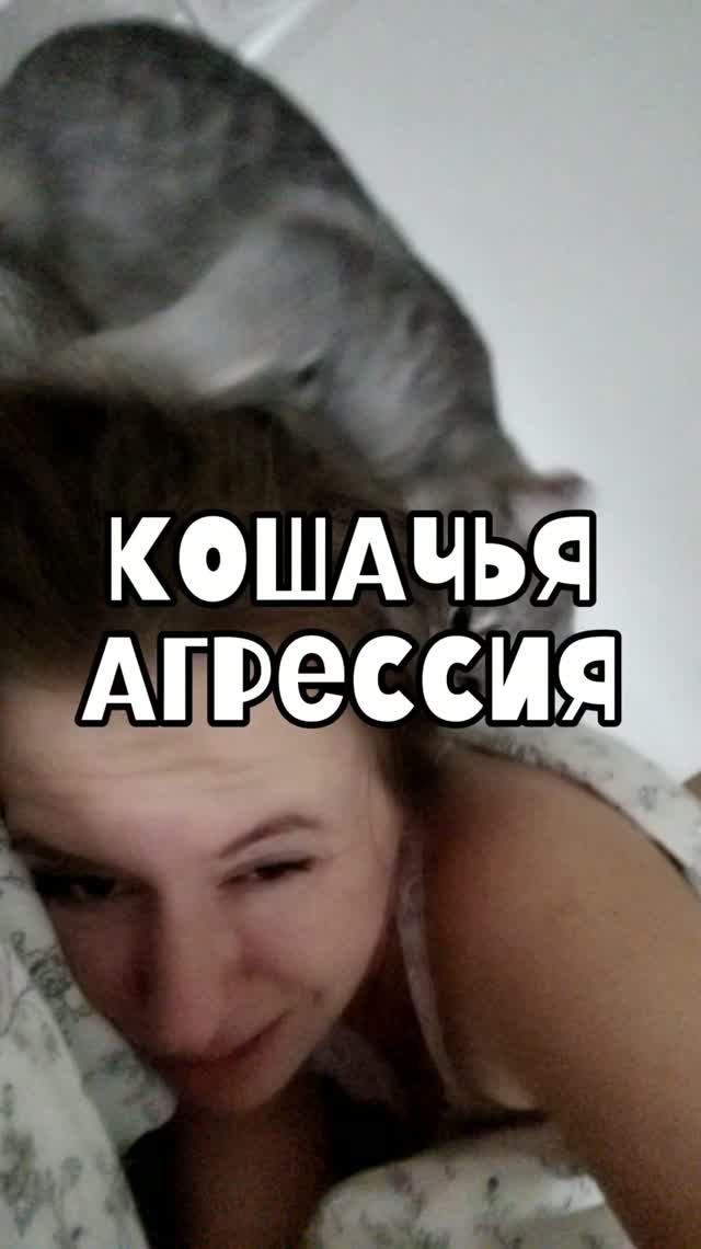 Кошачья агрессия