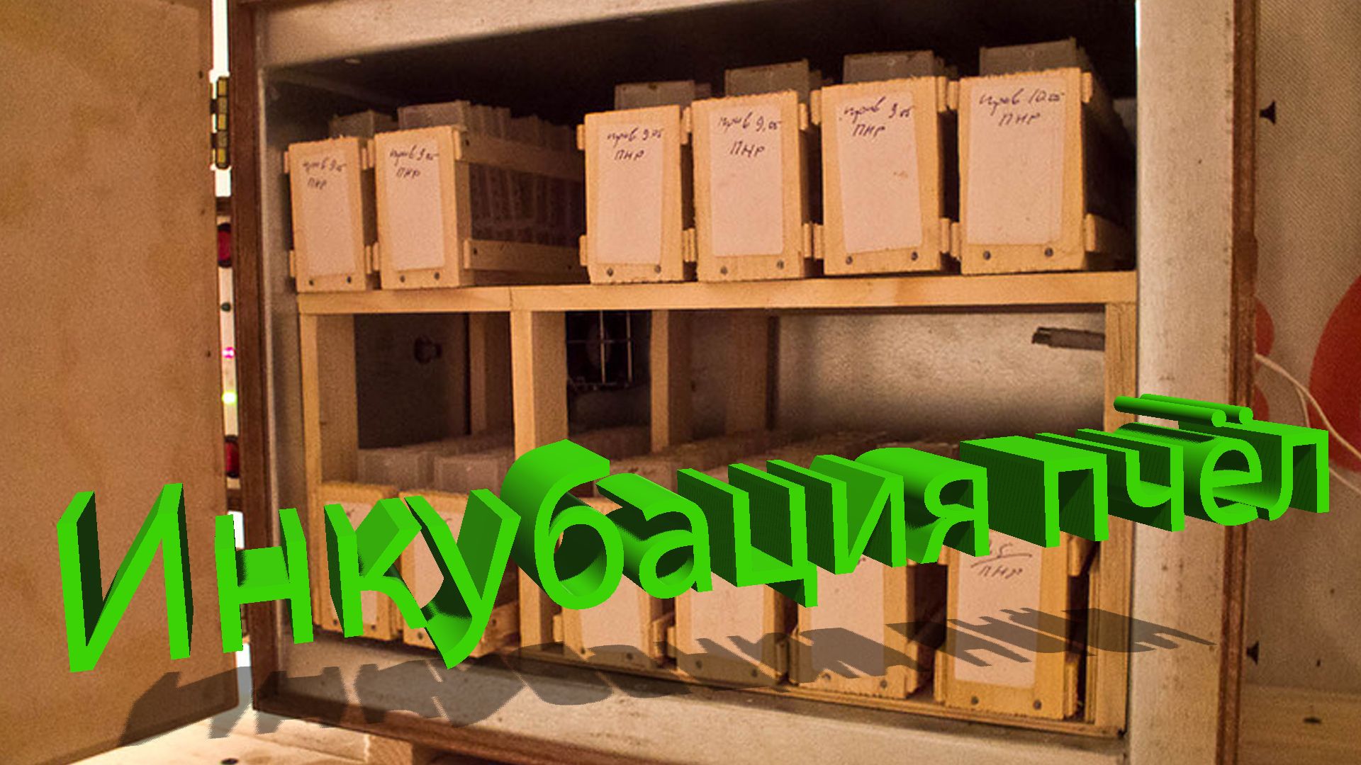 Инкубация пчёл: зачем она нужна и как использовать? Отвечает профессор Кашковский 🐝🥚