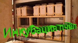 Инкубация пчёл: зачем она нужна и как использовать? Отвечает профессор Кашковский 🐝🥚